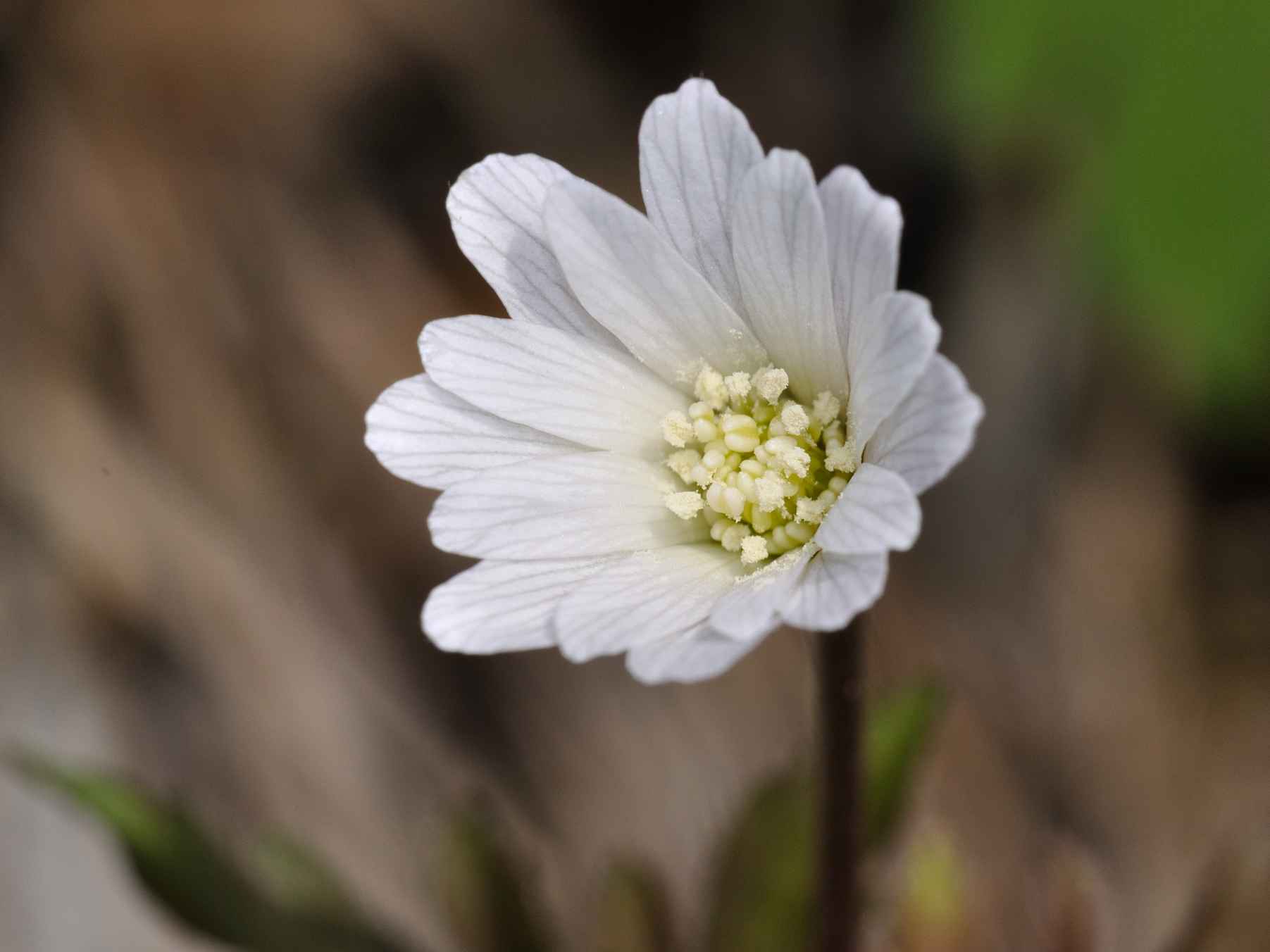 Anemone apennina